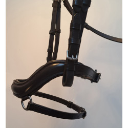 Ogłowie Anatomica