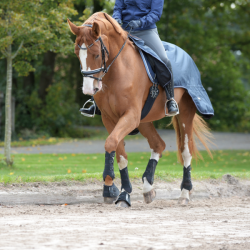 Ochraniacze dla konia Dressage-Pro czarne