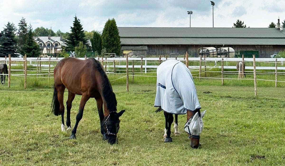 Derka siatkowa dla konia – skuteczna ochrona przed owadami w duchu „horsesefirst”