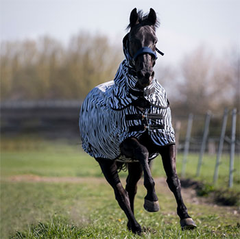 Derka siatkowa wzór zebra